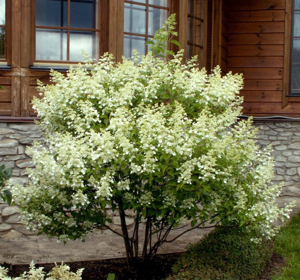 Гортензия метельчатая Киушу Окс