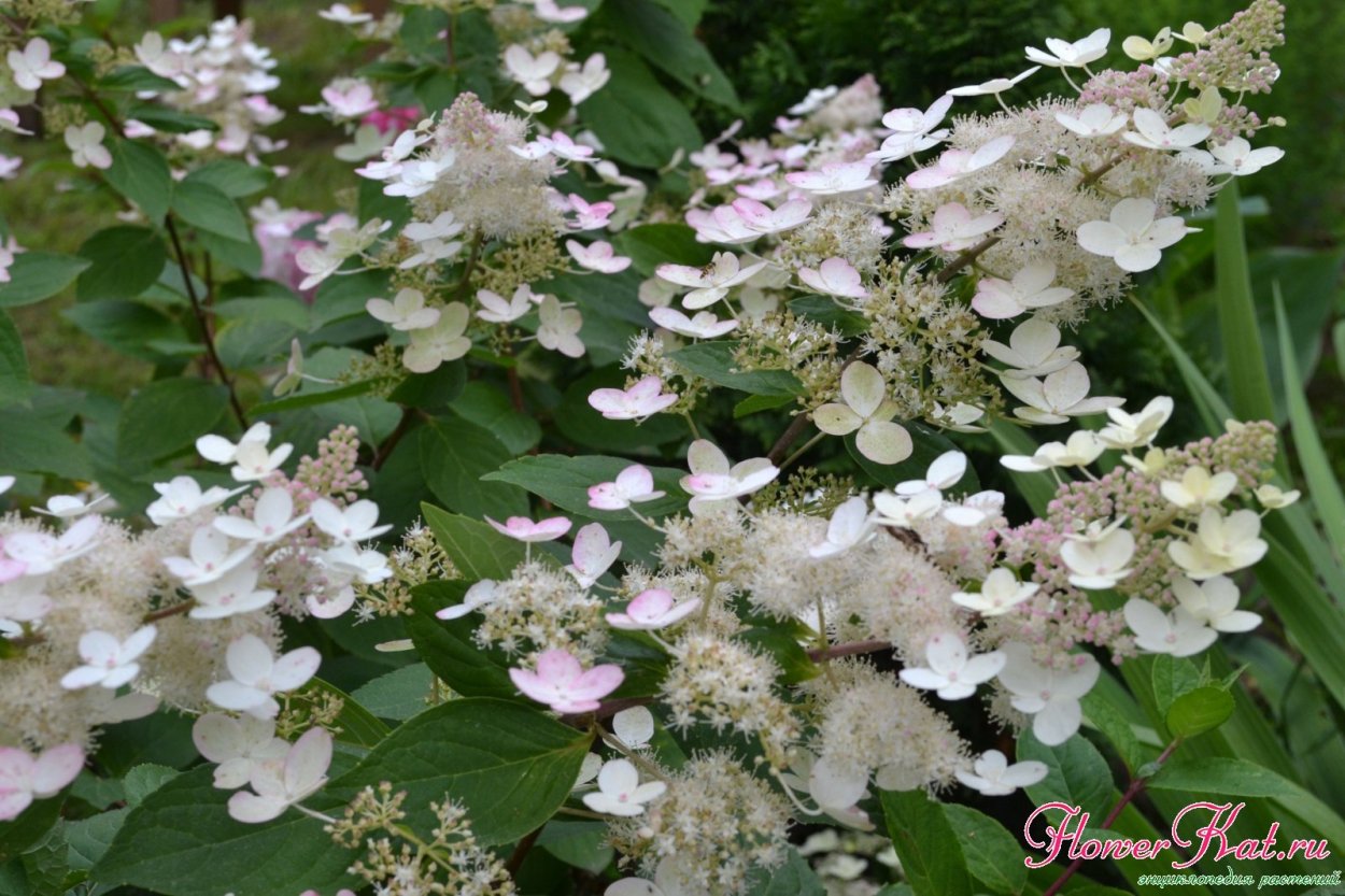 Гортензия Юник