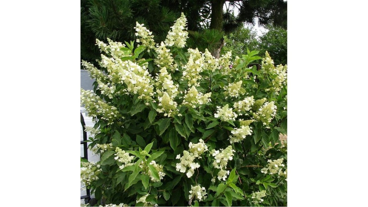 Гортензия Киушу