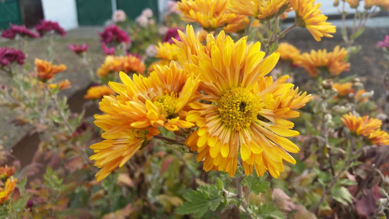 Хризантема корейская диавеле