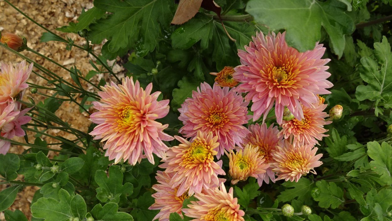 Хризантема корейская Липстик