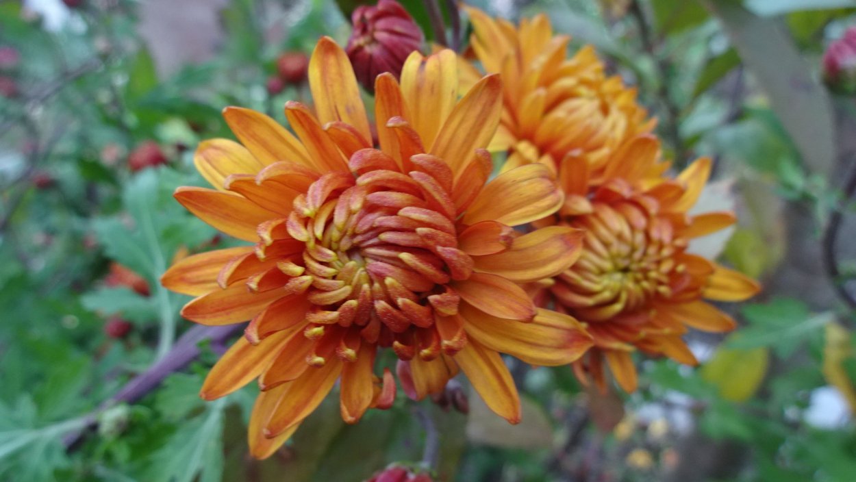 Хризантема корейская Амбрия