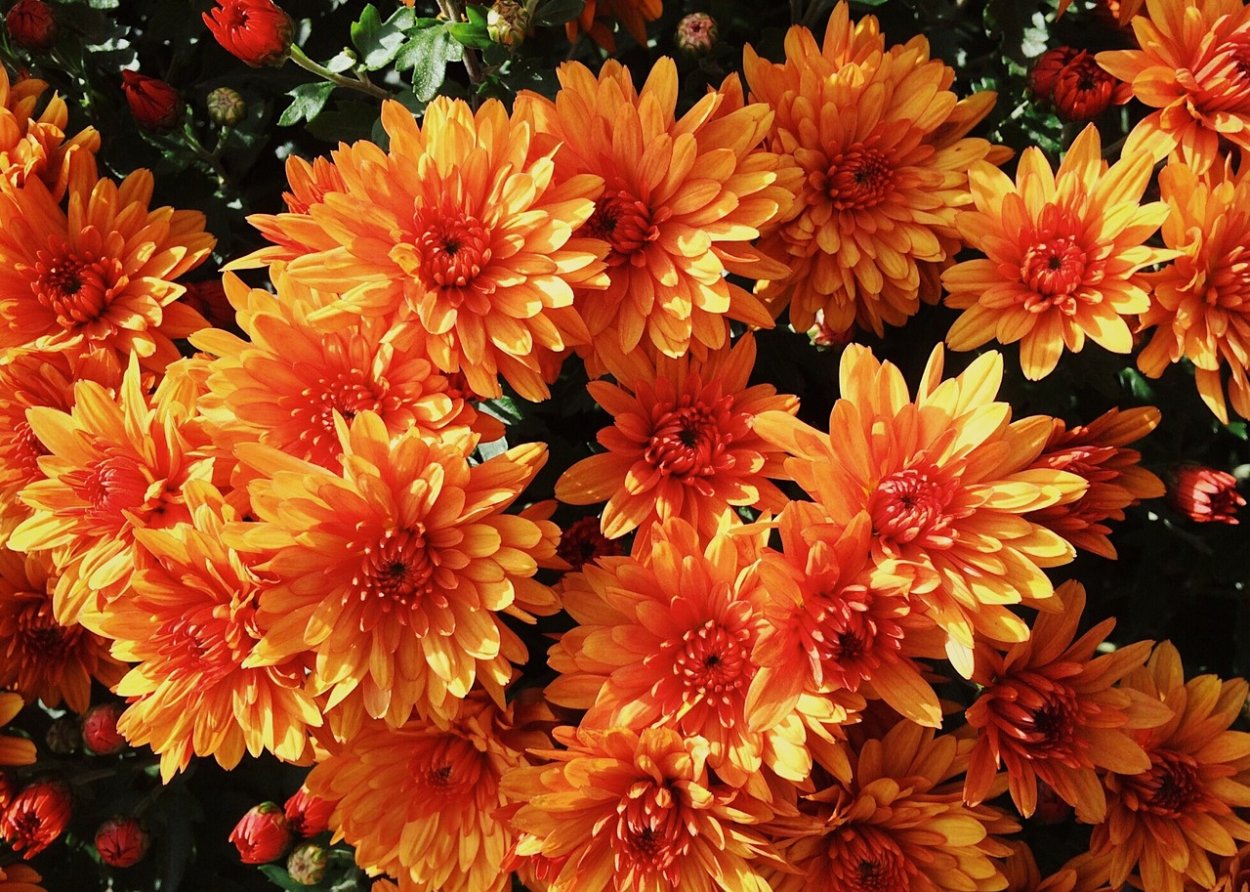 Хризантема корейская Арлекин