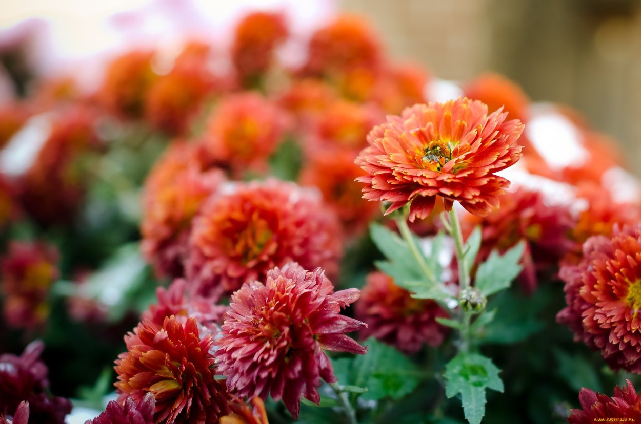 Хризантема корейская (Chrysanthemum x koreanum)