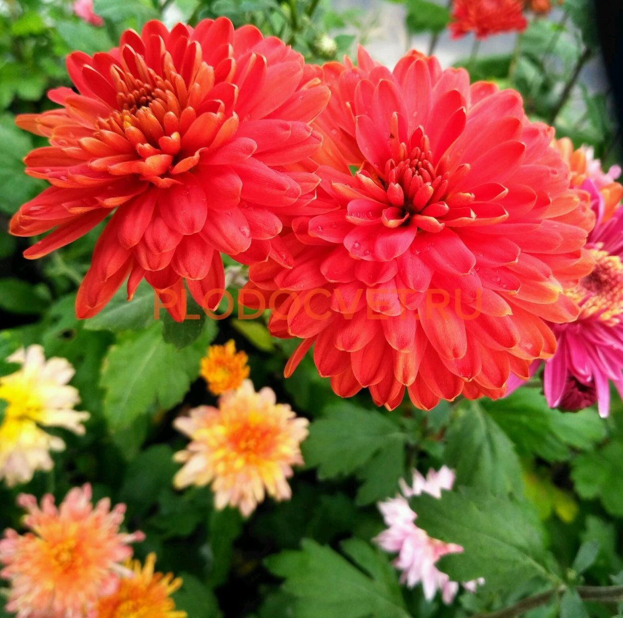 Хризантема корейская шапка Мономаха