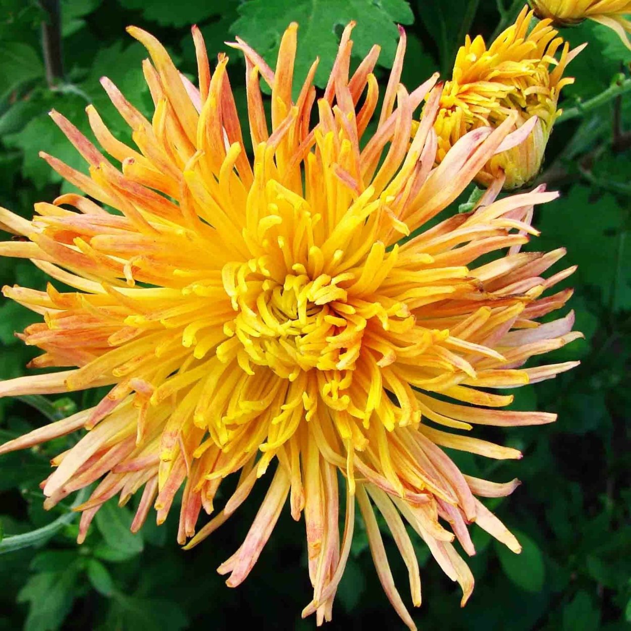 Хризантема корейская Бриз Уайт