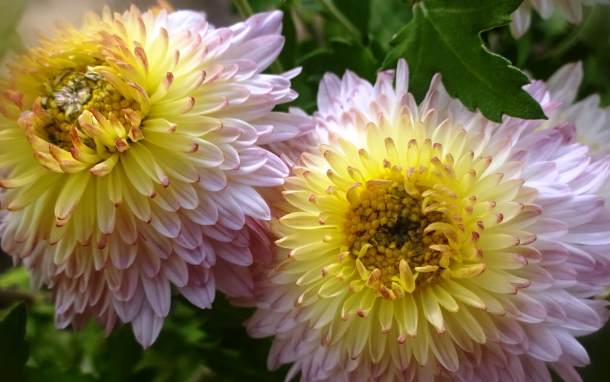 Хризантема Сантана Еллоу