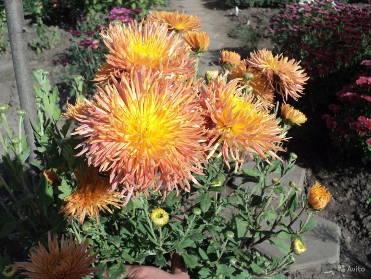 Хризантема корейская Шеннон