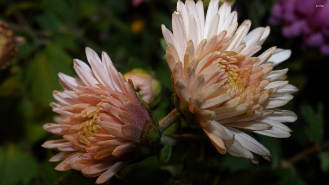 Хризантема корейская Бархан