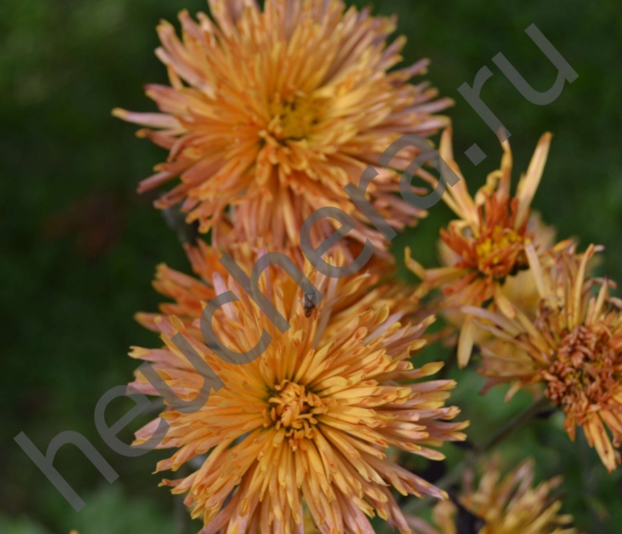 Хризантема Белочка