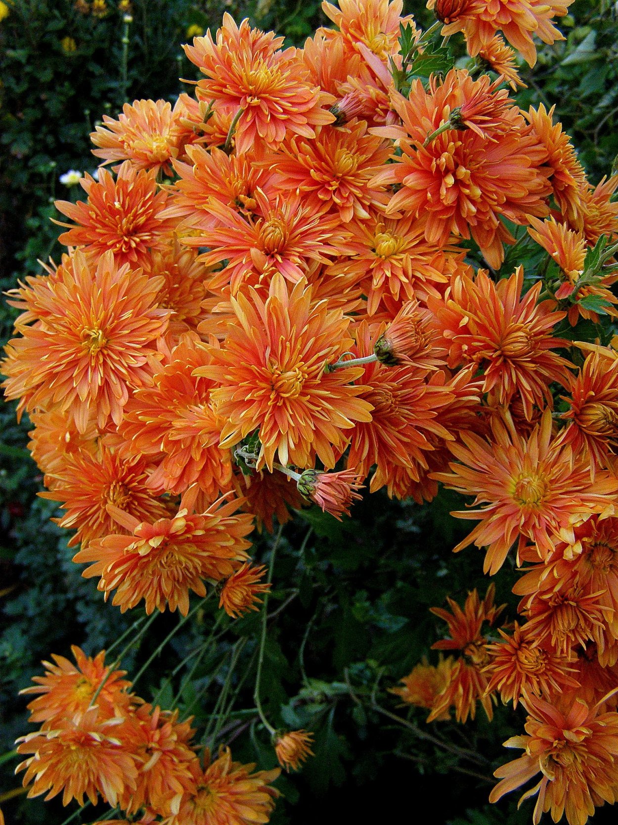 Хризантема корейская оранж