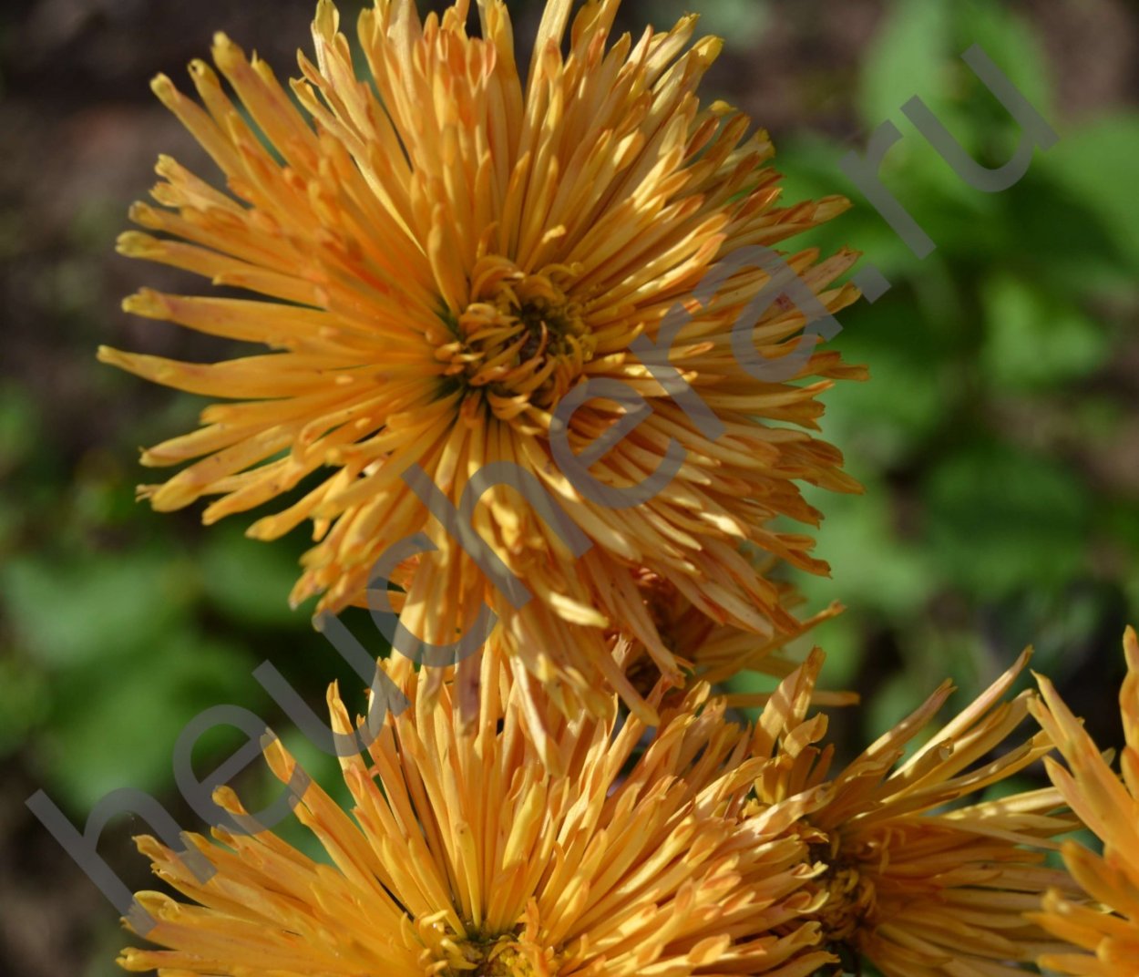 Хризантема корейская Арлекин