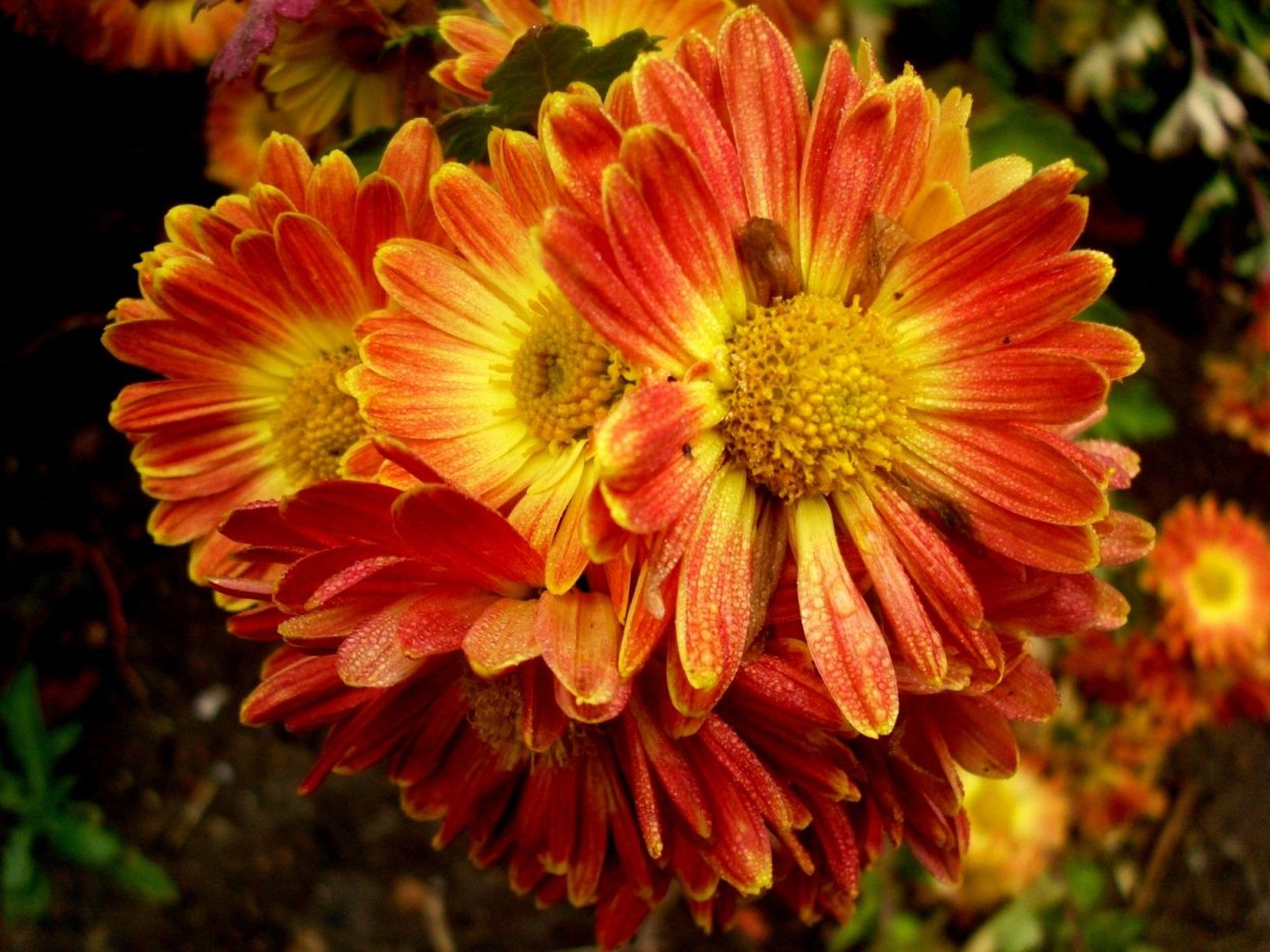 Хризантема корейская Терра Росса