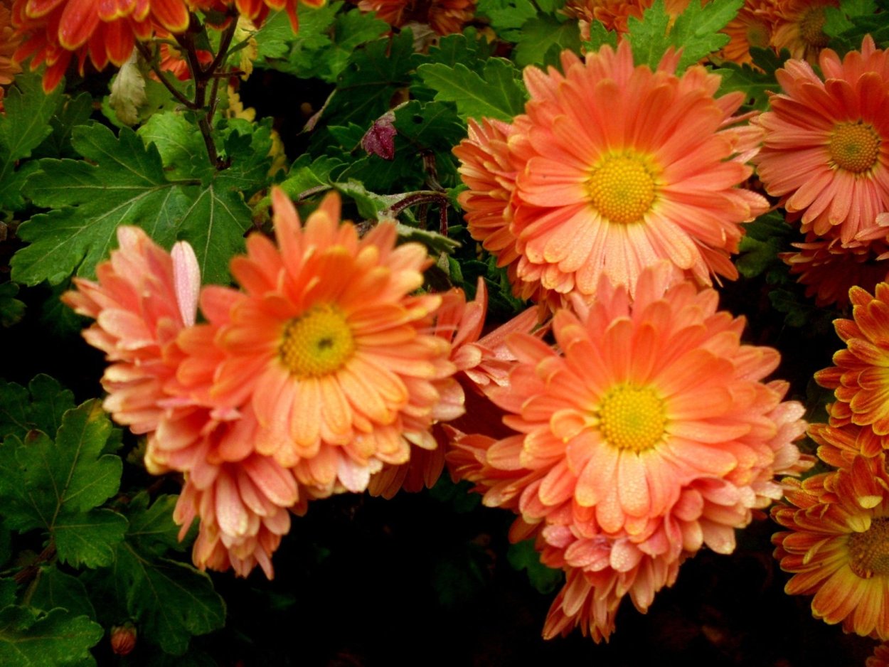 Хризантема Chrysanthemum Chameleon