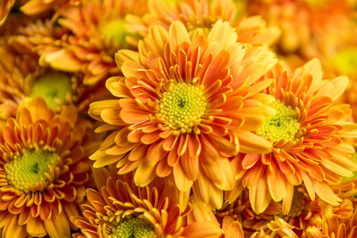 Хризантема корейская Книпскис