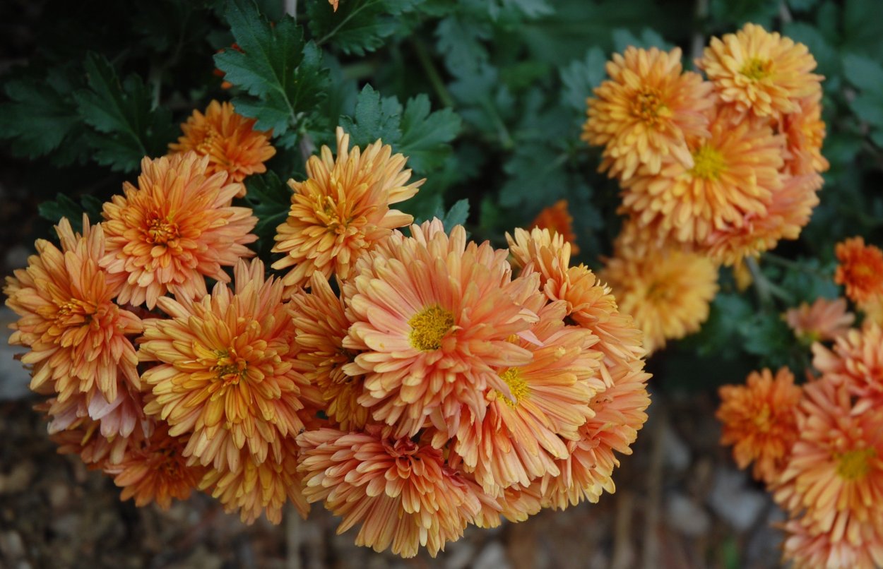 Корейская Хризантема Олина