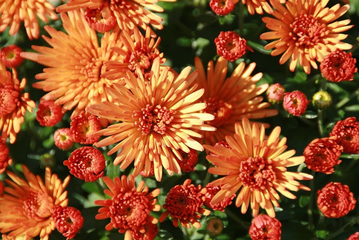 Ивона Хризантема корейская