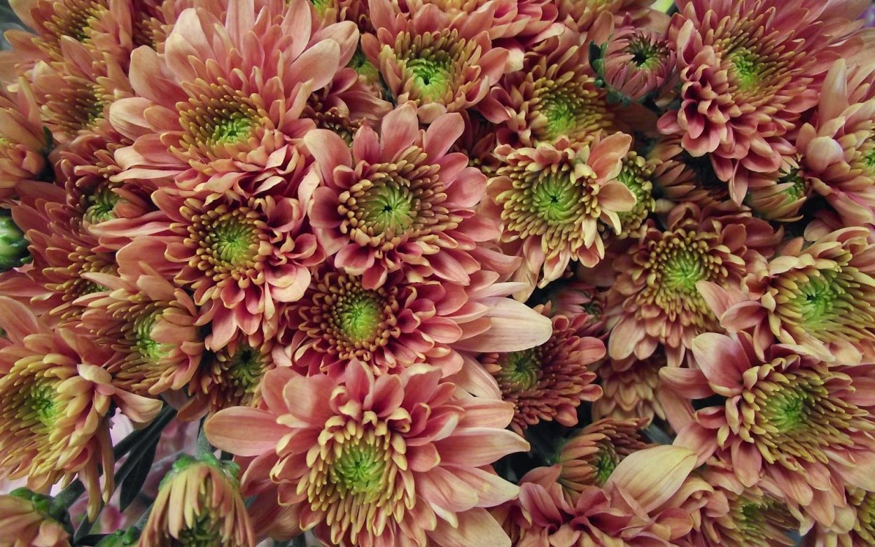 Хризантема гитиланж