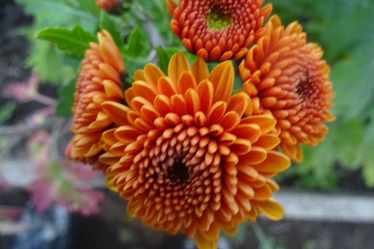 Хризантема корейская Бэтмен