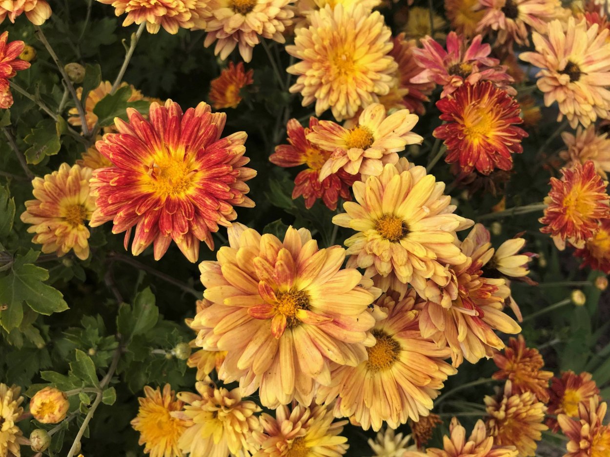 Хризантема листопад