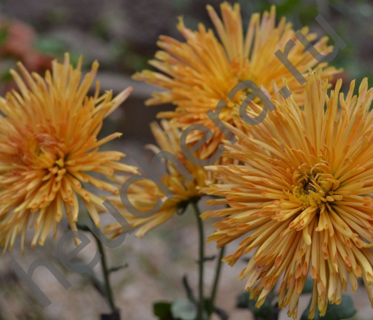 Хризантема корейская Ватра