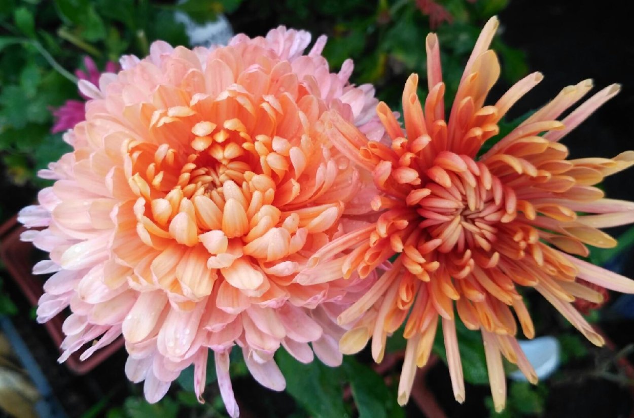 Хризантема корейская Констанция