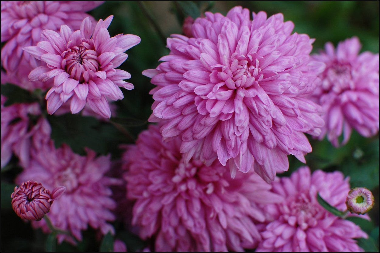 Хризантема корейская мультифлора