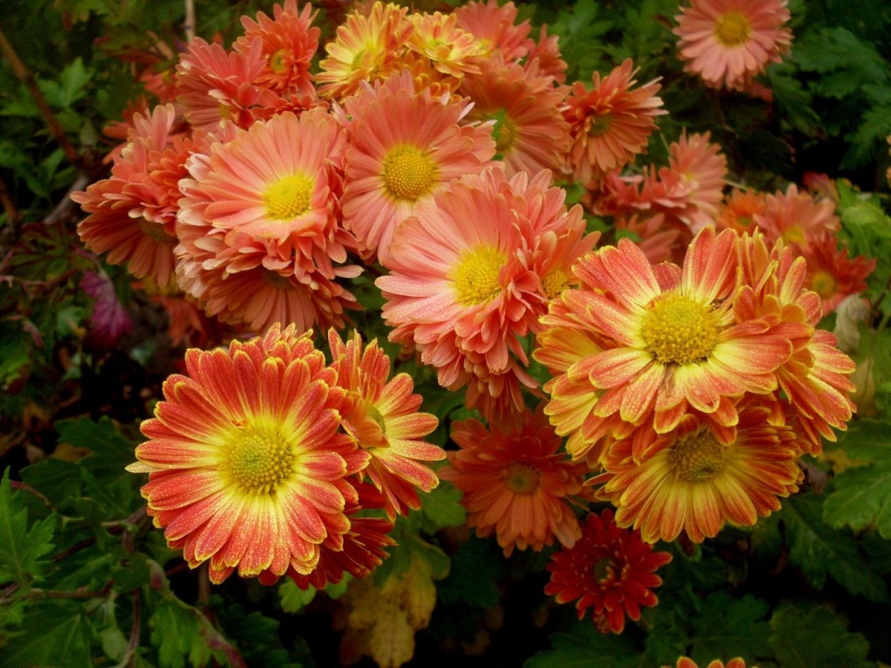 Хризантема Арлекин