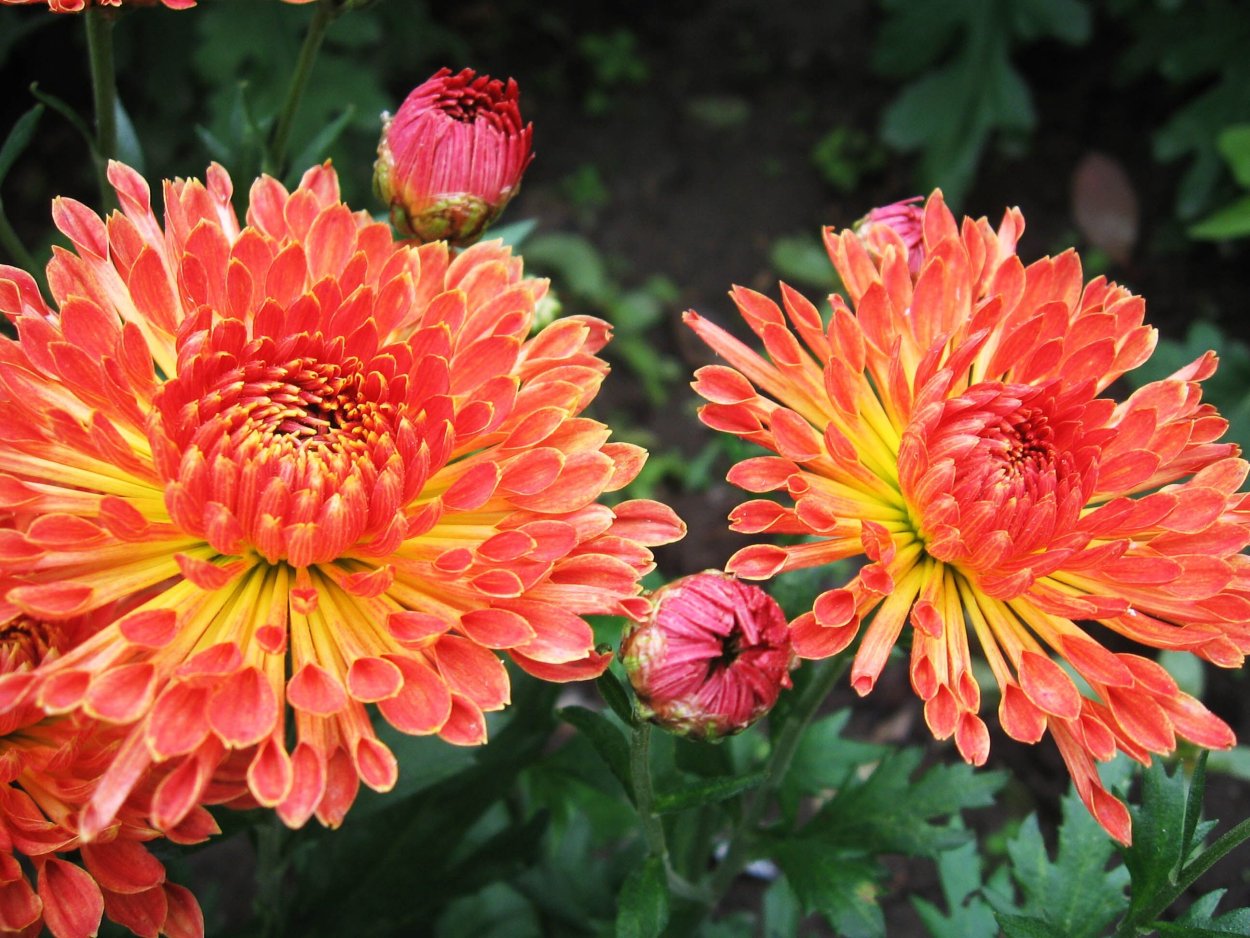 Хризантема корейская горицвет