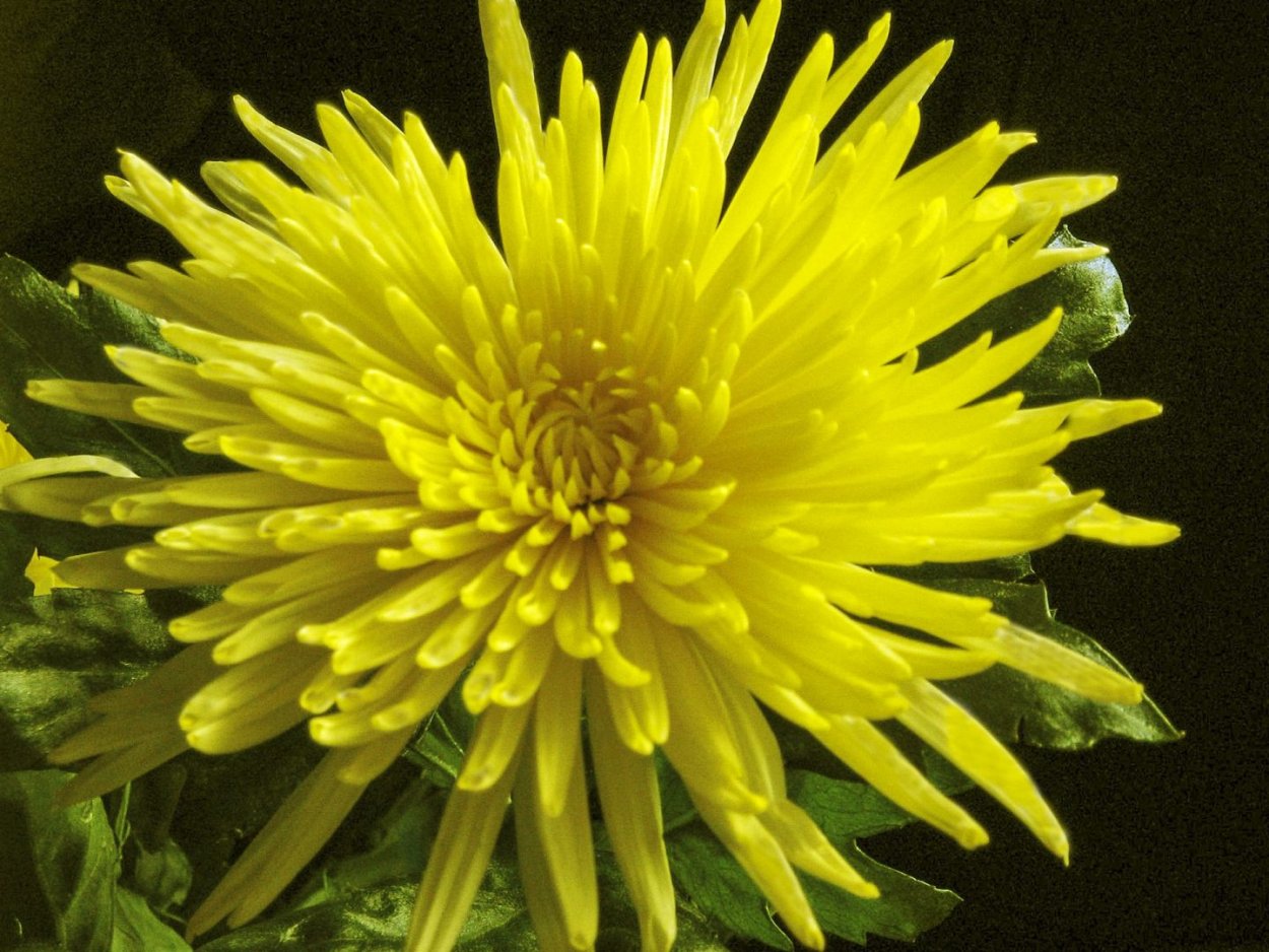 Хризантема Бельчонок