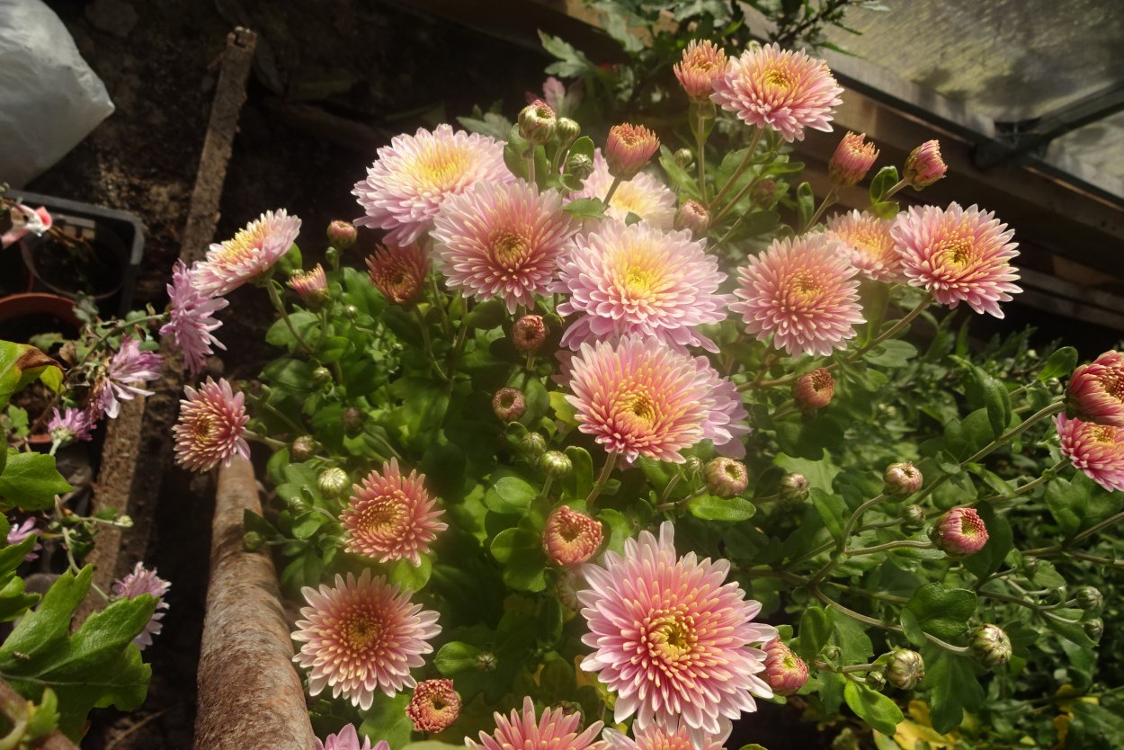 Хризантема стеллини вельвет