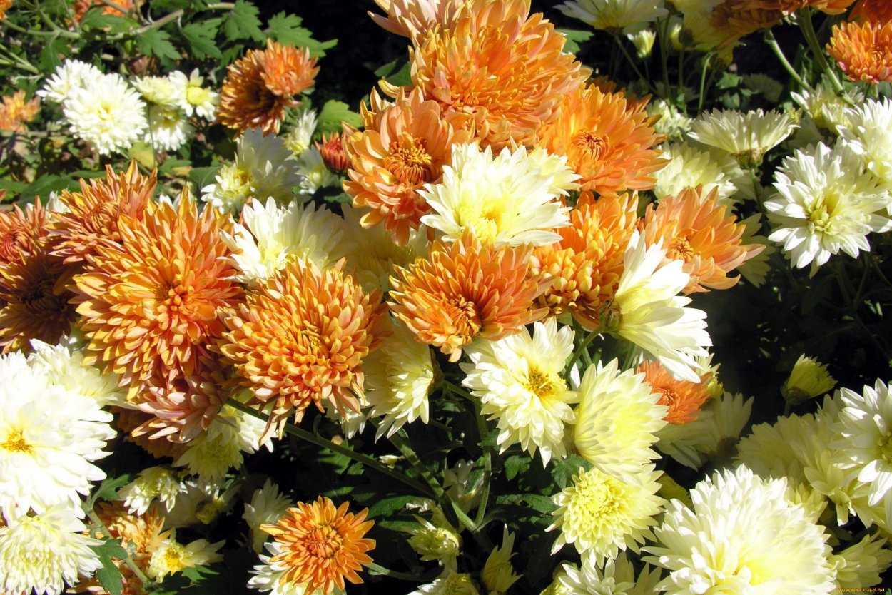 Хризантема корейская (Chrysanthemum koreanum