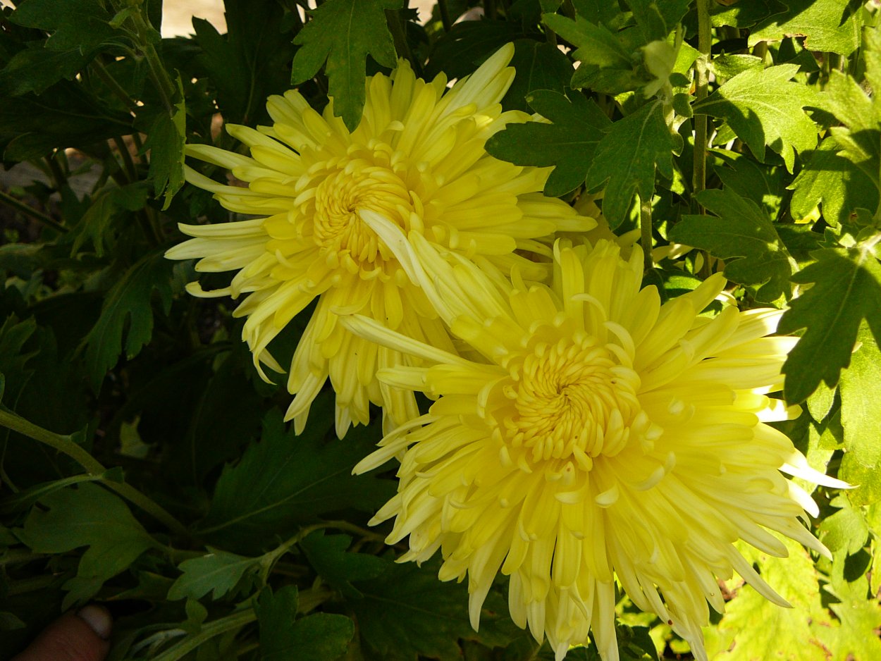 Хризантема Клеопатра