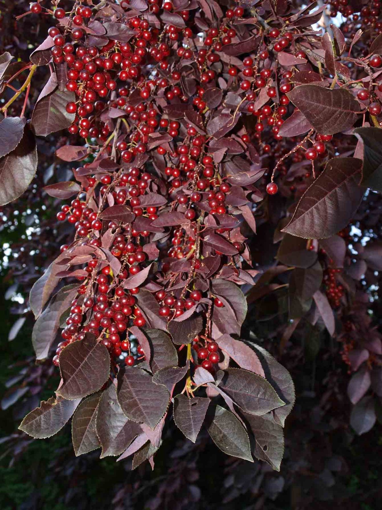 Гуава с бордовыми листьями