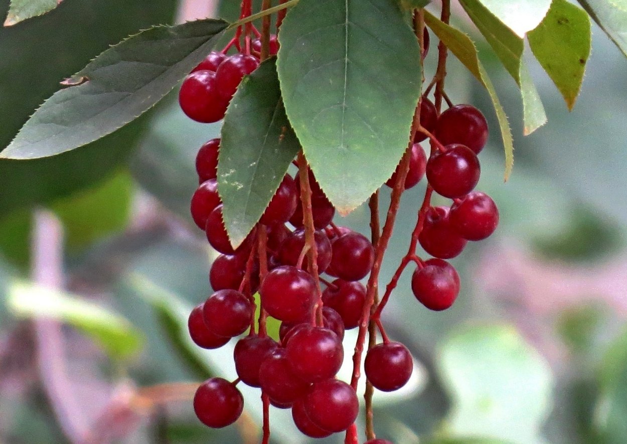 Черемуха виргинская (Padus virginiana)