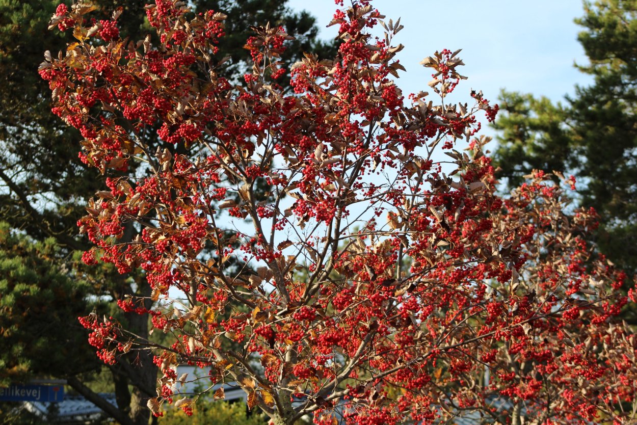 Красный куст Буш