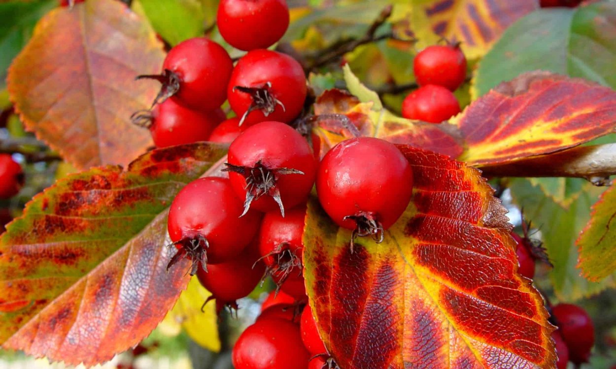 Боярышник кроваво-красный осень