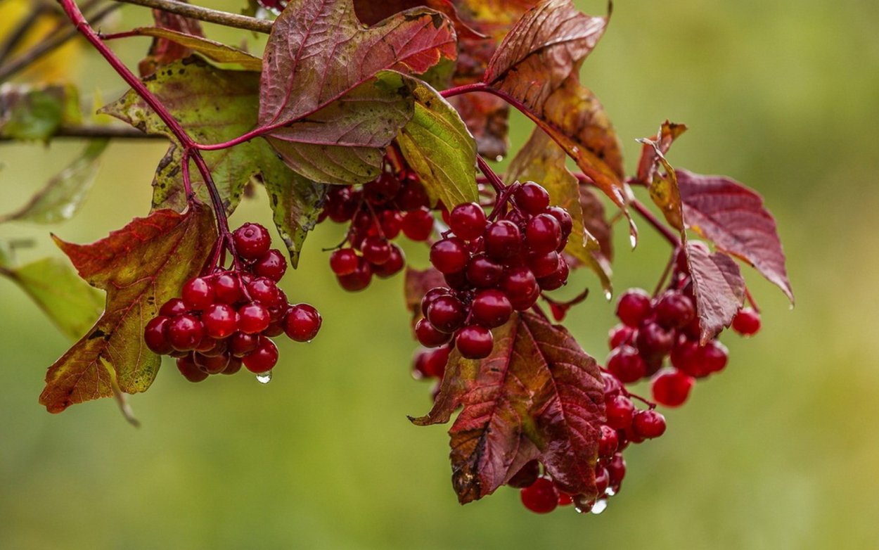 Калина арония