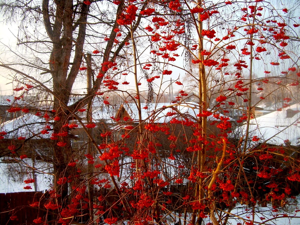 Рябина Амурская