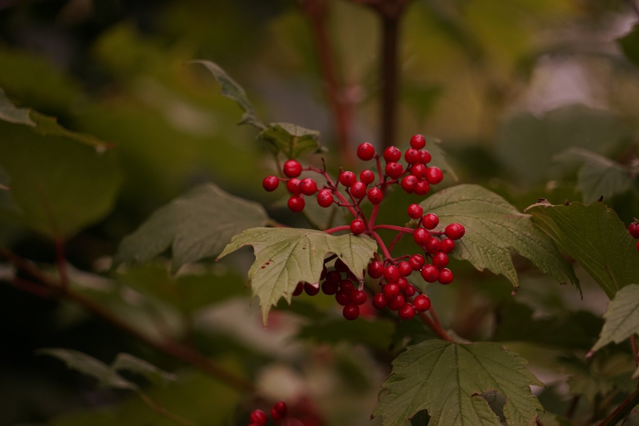 Viburnum Red Spirit