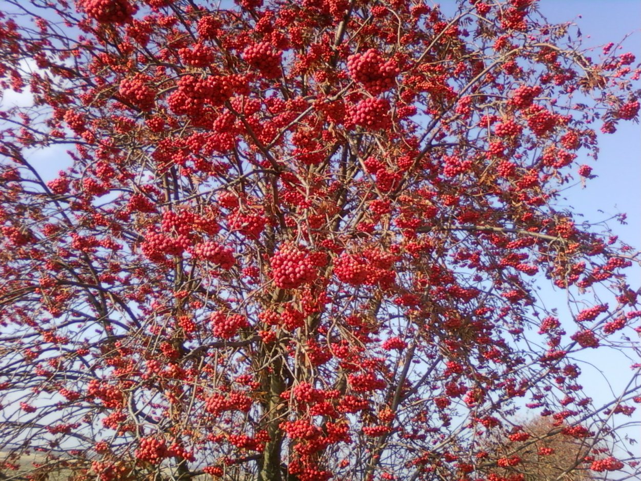 Рябина обыкновенная Мультиштамб