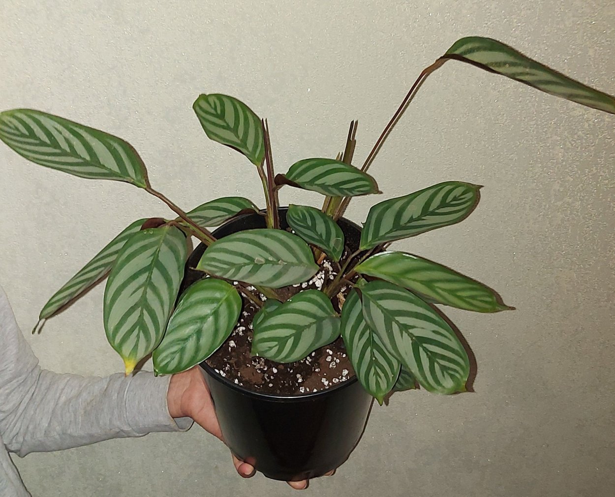 Калатея ктенанта Амабилис