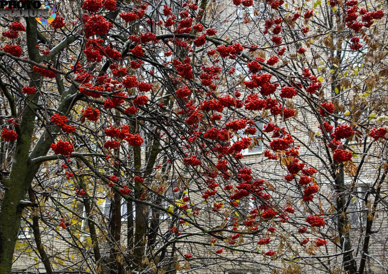 Южное дерево с красными ягодами