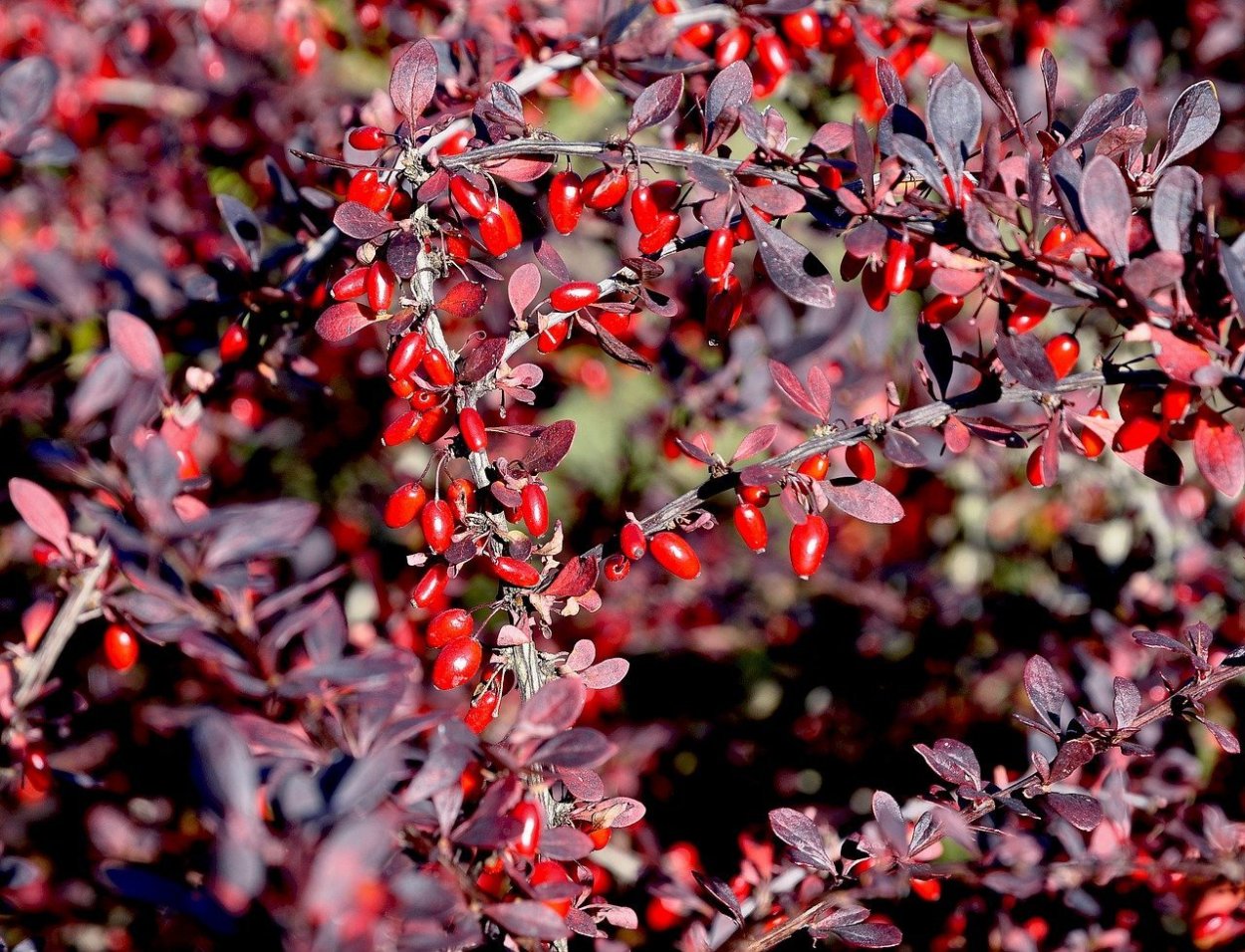 Барбарис обыкновенный Berberis vulgaris