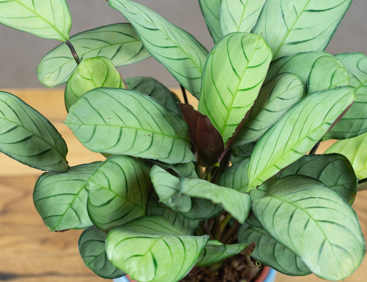 Ктенанта тенелюбивые