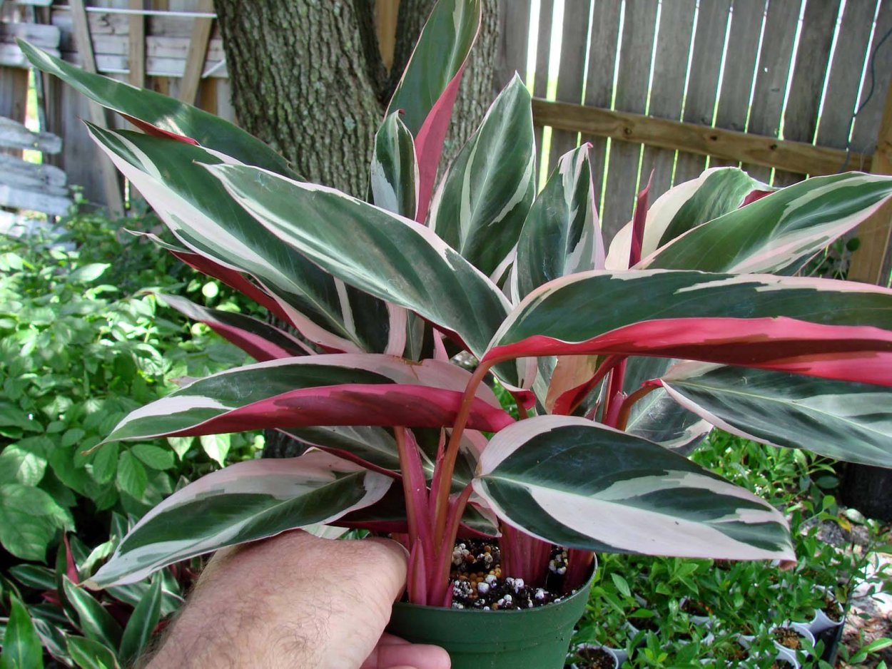 Маранта Массанжа