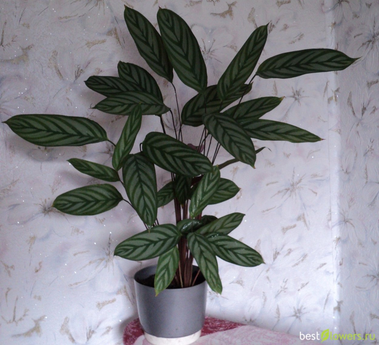 Калатея Строманта