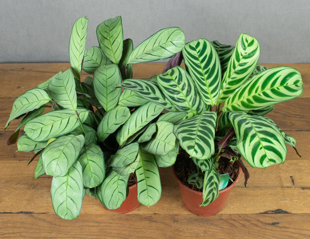 Маранта Массанжа