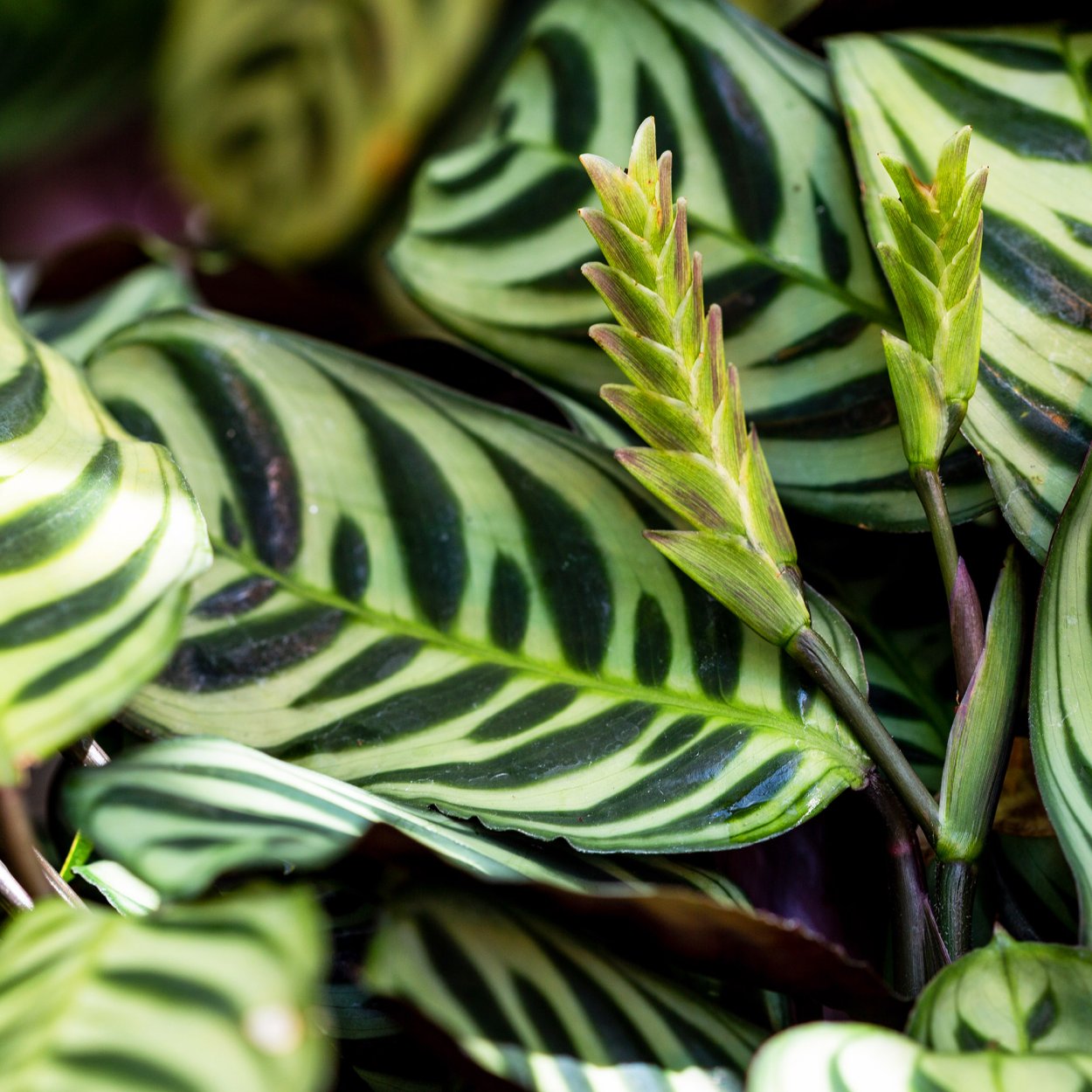 Ктенанта Оппенгейма