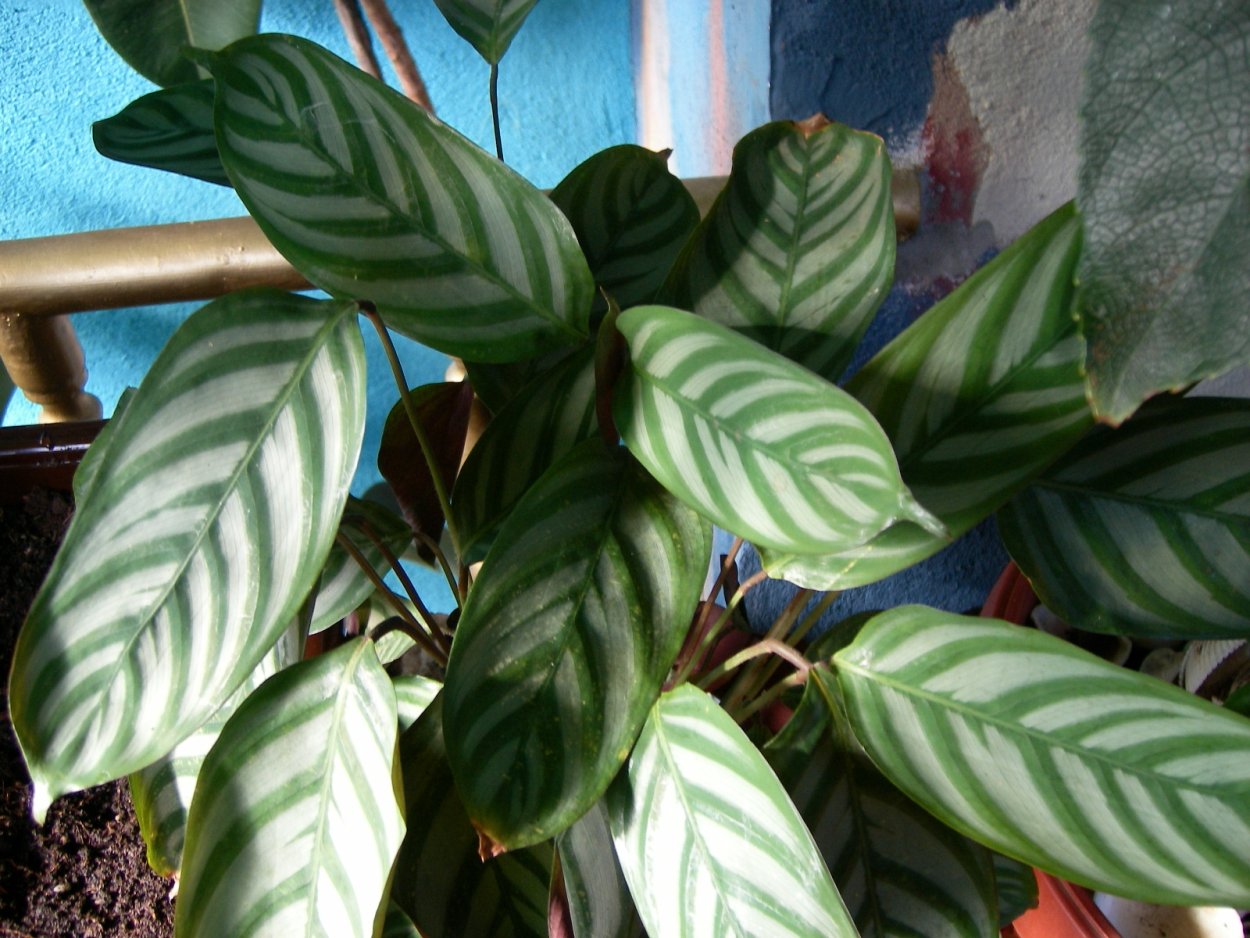 Ктенанта сжатая Ctenanthe compressa